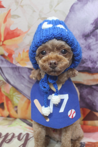 千葉県船橋市のトイプードルのトリミング画像