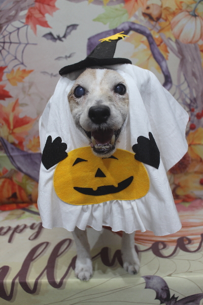 千葉県船橋市のジャックラッセルのトリミング画像