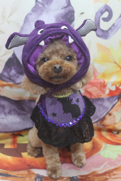 千葉県鎌ヶ谷のトイプードルのトリミング画像