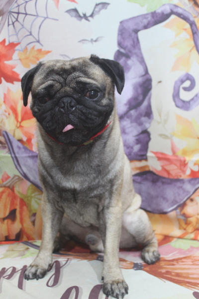 千葉県鎌ケ谷市のパグのトリミング画像