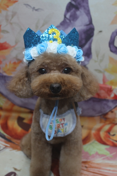 千葉県市川市のトイプードルのトリミング画像