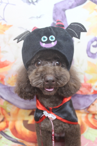 千葉県千葉市のトイプードルのトリミング画像