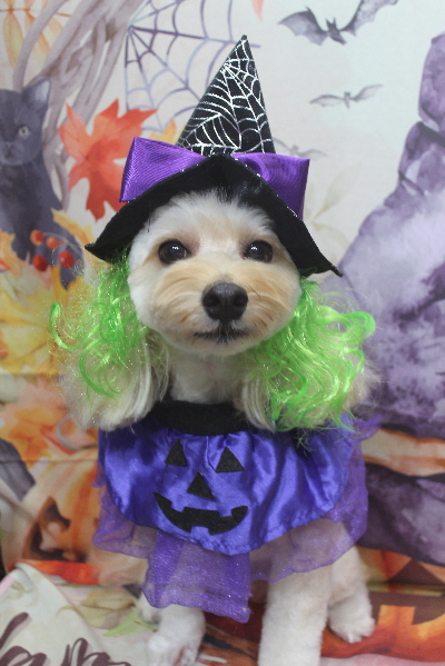 千葉県鎌ヶ谷市のミックス犬のトリミング画像