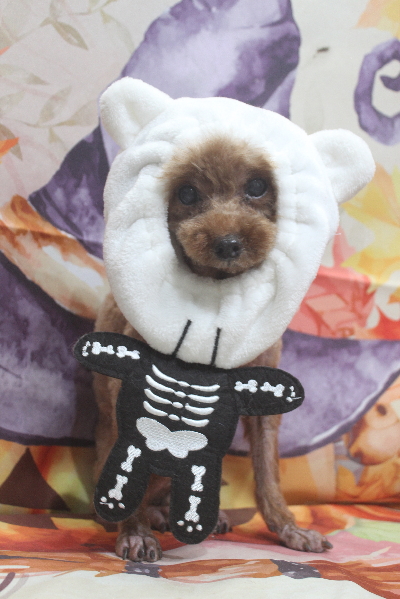 千葉県鎌ケ谷市のトイプードルのトリミング画像