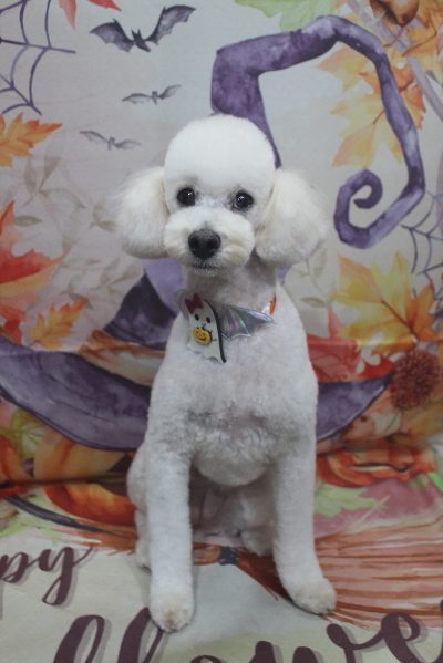 千葉県鎌ヶ谷市のトイプードルのトリミング画像