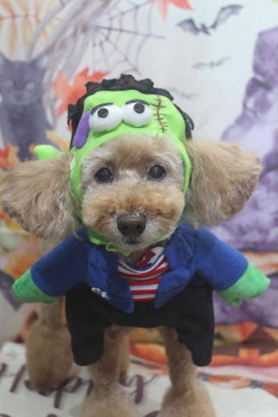 千葉県松戸市のトイプードルのトリミング画像