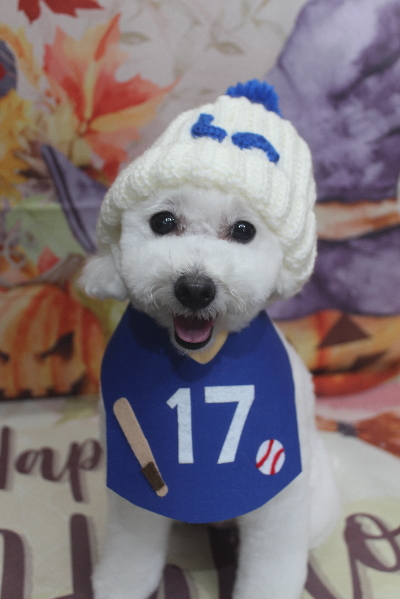 千葉県船橋市のトイプードルのトリミング画像