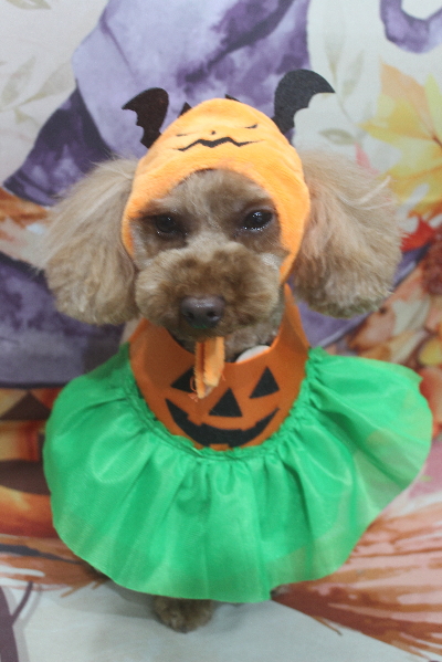 神奈川県横浜市のトイプードルのトリミング前画像