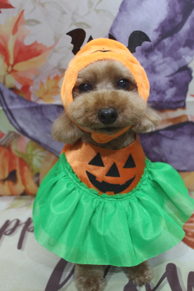 千葉県船橋市のトイプードルのトリミング画像