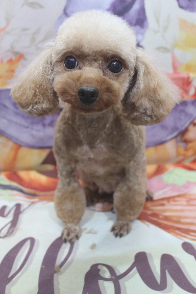 トイプードルブリーダーの成犬、トリミング画像