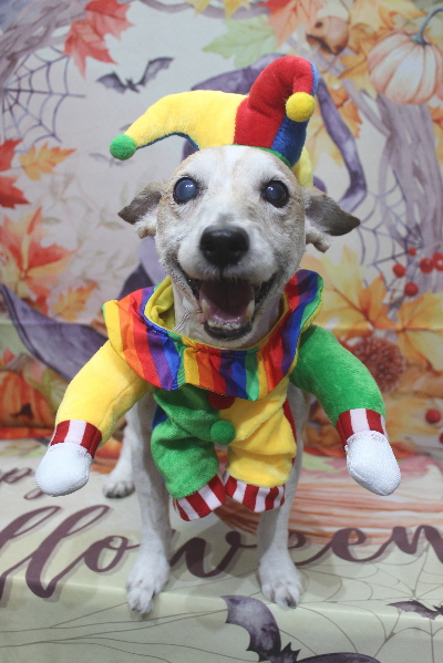 千葉県船橋市のジャックラッセルのトリミング画像