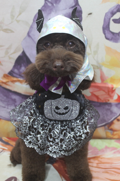 千葉県市川市のトイプードルのトリミング画像