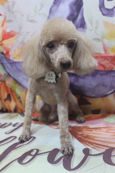 千葉県船橋市のトイプードルのトリミング画像