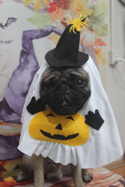 千葉県鎌ケ谷市のパグのトリミング画像