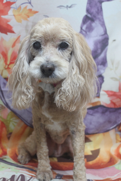 千葉県船橋市のミックス犬のトリミング画像千葉県船橋市のミックス犬のトリミング画像
