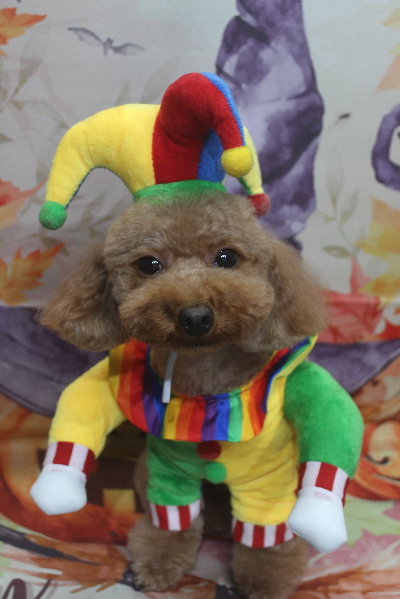 千葉県市川市のトイプードルのトリミング画像