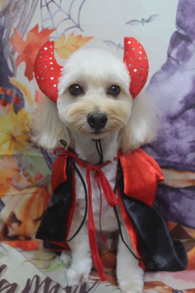 千葉県鎌ヶ谷市のミックス犬のトリミング画像