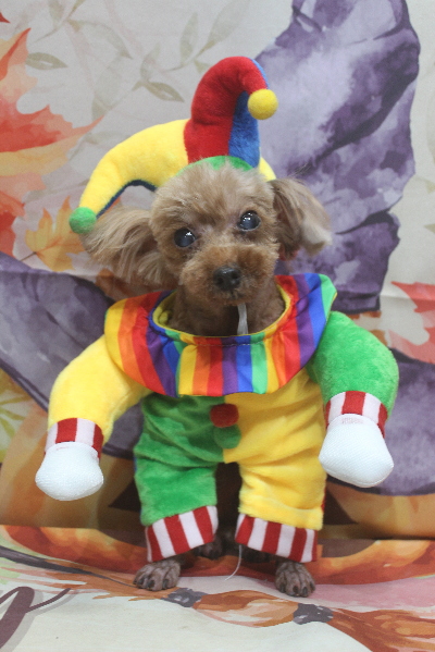 千葉県鎌ケ谷市のトイプードルのトリミング画像