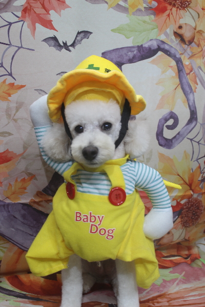 千葉県鎌ヶ谷市のトイプードルのトリミング画像