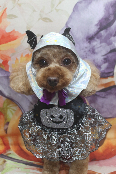 神奈川県横浜市のトイプードルのトリミング前画像