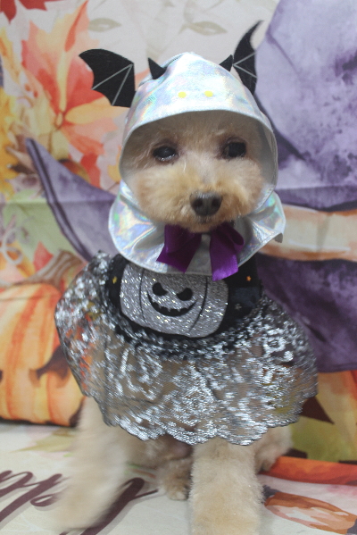 千葉県船橋市のトイプードルのトリミング画像