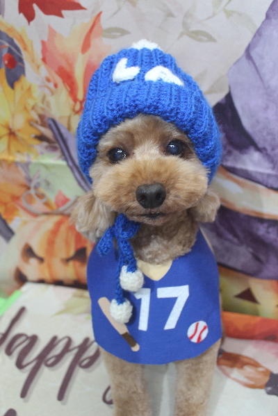 千葉県船橋市のトイプードルのトリミング画像