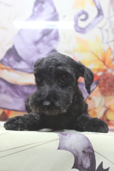 トイプードルブリーダーの成犬、トリミング画像