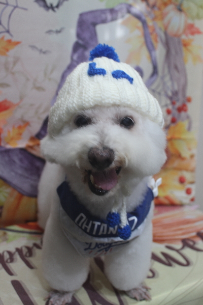 千葉県鎌ケ谷市のビションフリーゼのトリミング画像