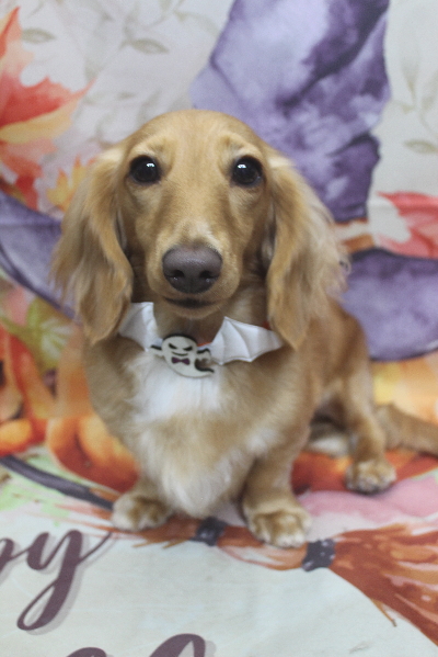 千葉県船橋市のミニチュアダックスのトリミング画像