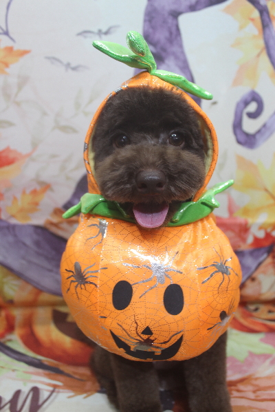 千葉県千葉市のトイプードルのトリミング画像