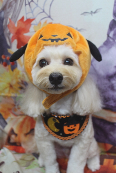 千葉県鎌ヶ谷市のミックス犬のトリミング画像