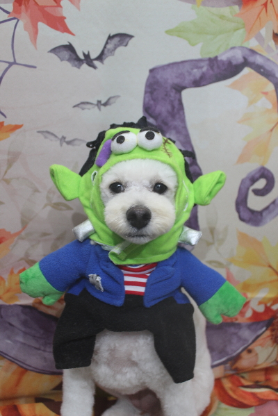 千葉県鎌ヶ谷市のトイプードルのトリミング画像