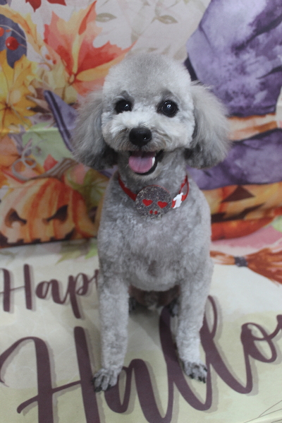 千葉県船橋市のトイプードルのトリミング画像