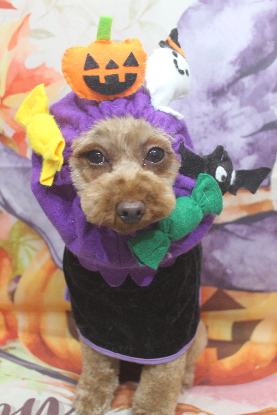 神奈川県横浜市のトイプードルのトリミング前画像