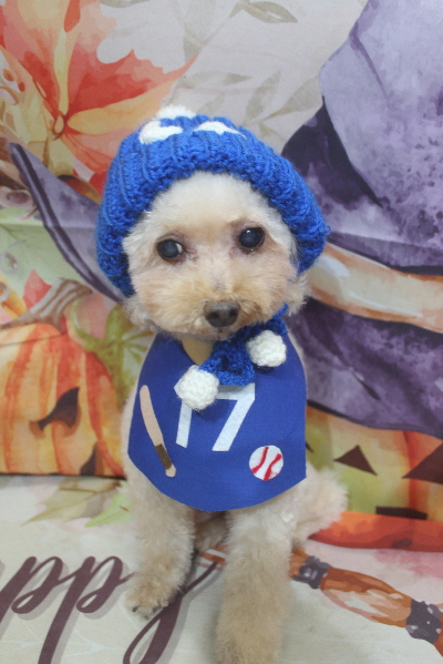 千葉県船橋市のトイプードルのトリミング画像