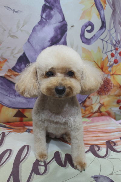 千葉県船橋市のトイプードルのトリミング画像