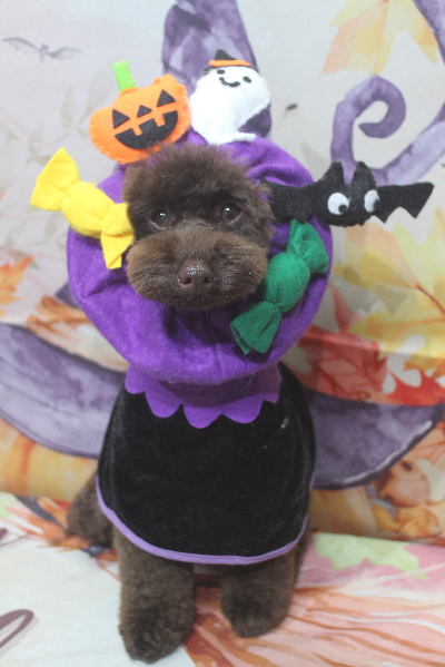 千葉県市川市のトイプードルのトリミング画像