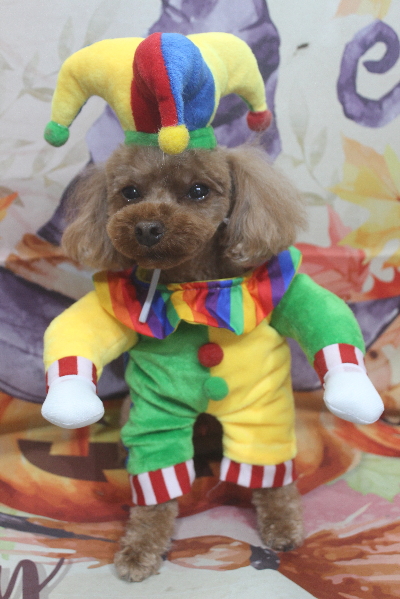 千葉県鎌ヶ谷のトイプードルのトリミング画像