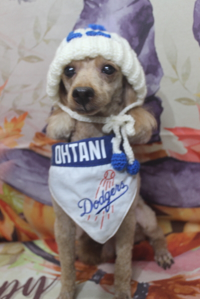 千葉県船橋市のトイプードルのトリミング画像