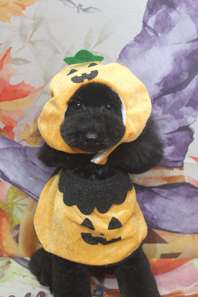 千葉県船橋市のトイプードルのトリミング画像