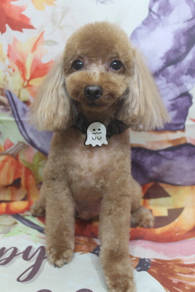 千葉県市川市のトイプードルのトリミング画像