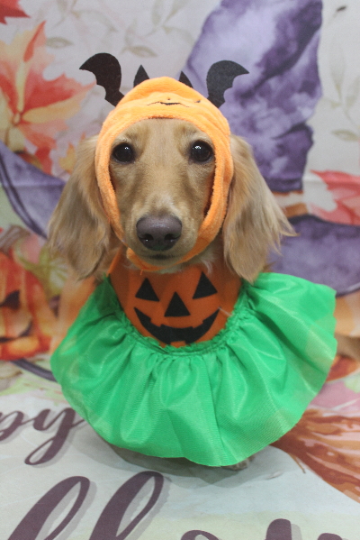 千葉県船橋市のミニチュアダックスのトリミング画像