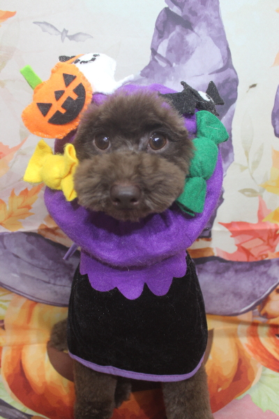 千葉県千葉市のトイプードルのトリミング画像