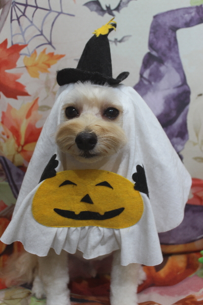 千葉県鎌ヶ谷市のミックス犬のトリミング画像