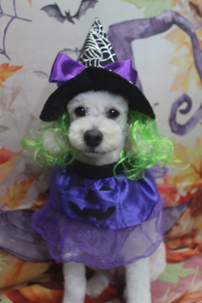 千葉県鎌ヶ谷市のトイプードルのトリミング画像