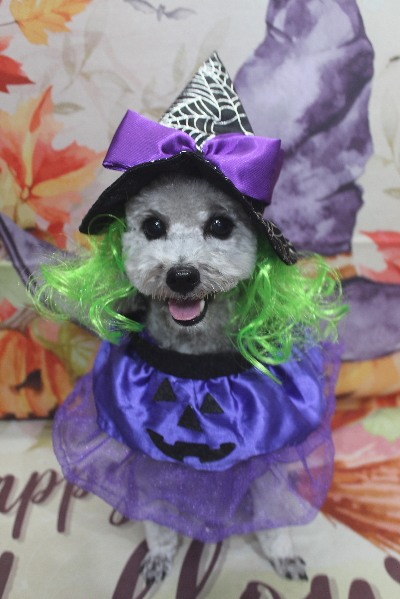 千葉県船橋市のトイプードルのトリミング画像