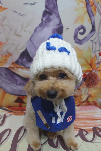 千葉県船橋市のトイプードルのトリミング画像