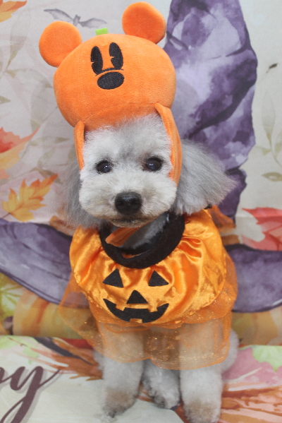 千葉県船橋市のトイプードルのトリミング画像