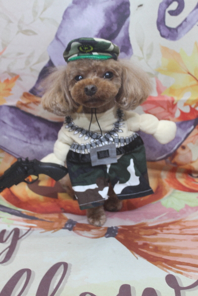 千葉県鎌ヶ谷のトイプードルのトリミング画像