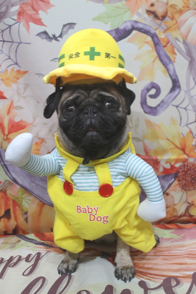 千葉県鎌ケ谷市のパグのトリミング画像